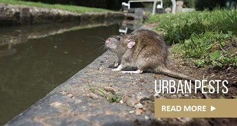 urban-pests